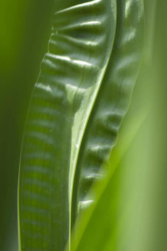 无人,竖图,室外,特写,白天,正面,美景,植物,叶子,朦胧,模糊,光线,纹理,景观,茎,绿叶,一个,阳光,自然,嫩叶,景色,单个,自然风光,叶,叶片,彩图