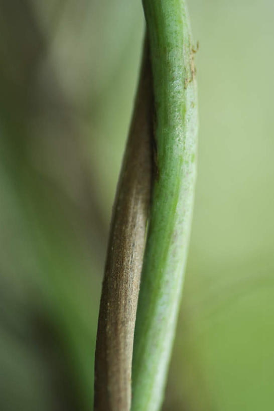 无人,竖图,室外,特写,白天,正面,美景,植物,朦胧,模糊,缠绕,景观,茎,两个,绿色,自然,景色,自然风光,彩图