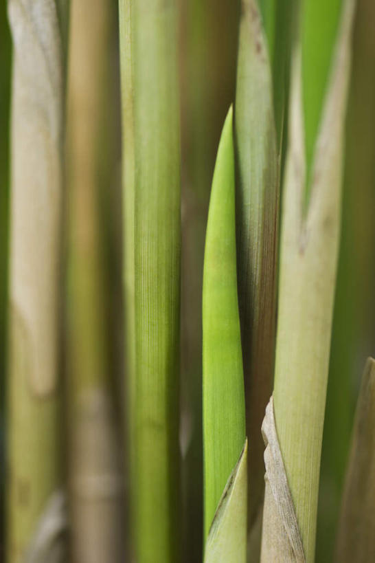 无人,竖图,室外,特写,白天,正面,美景,植物,叶子,许多,朦胧,模糊,纹理,景观,茎,绿叶,自然,嫩叶,景色,自然风光,叶,叶片,彩图
