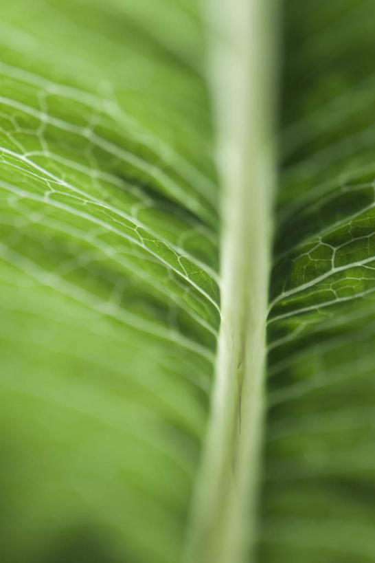 无人,竖图,室外,特写,白天,正面,仰视,美景,植物,叶子,朦胧,模糊,光线,纹理,景观,茎,绿叶,阳光,自然,嫩叶,景色,自然风光,叶,叶片,彩图,低角度拍摄