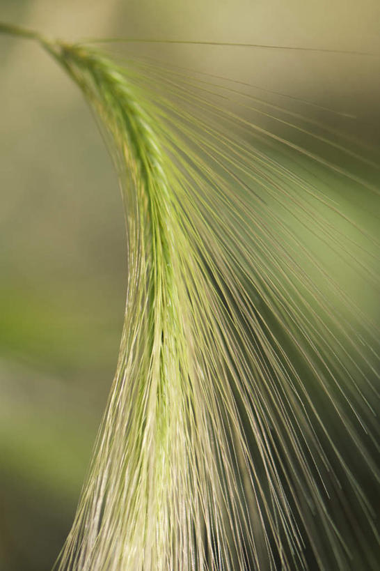 无人,竖图,室外,特写,白天,正面,仰视,农作物,小麦,美景,植物,朦胧,模糊,弯曲,景观,谷物,茎,草,一个,绿色,自然,稻谷,稻子,景色,麦子,单个,自然风光,彩图,低角度拍摄
