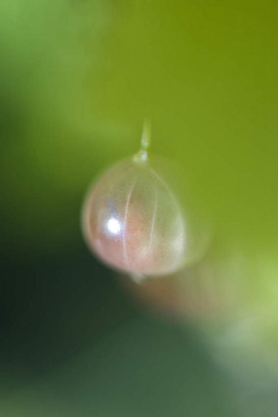 无人,竖图,俯视,室外,特写,白天,正面,美景,植物,浆果,水果,叶子,悬挂,朦胧,模糊,新鲜,景观,灯笼果,生食,食品,果实,绿叶,食物,一个,自然,嫩叶,景色,有机食品,绿色食品,单个,自然风光,红醋栗,叶,叶片,醋栗,彩图,高角度拍摄