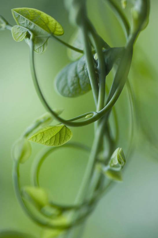 无人,竖图,室外,特写,白天,正面,仰视,美景,植物,叶子,许多,朦胧,模糊,弯曲,纹理,景观,茎,绿叶,自然,藤蔓,嫩叶,景色,自然风光,叶,叶片,彩图,低角度拍摄