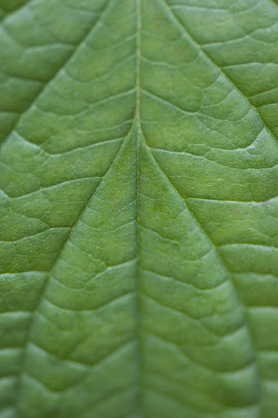 无人,竖图,俯视,室外,特写,白天,美景,植物,叶子,朦胧,模糊,纹理,景观,茎,绿叶,一个,自然,嫩叶,景色,单个,自然风光,叶,叶片,彩图,高角度拍摄