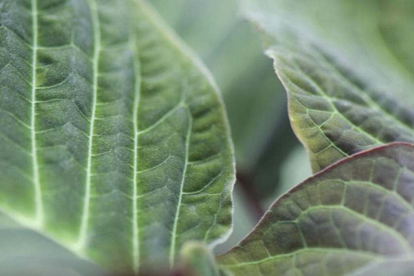 无人,横图,俯视,室外,特写,白天,正面,美景,植物,叶子,许多,朦胧,模糊,纹理,景观,茎,绿叶,自然,嫩叶,景色,自然风光,叶,叶片,彩图,高角度拍摄