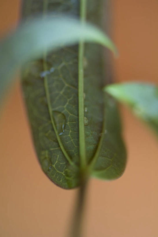 无人,竖图,室外,特写,白天,正面,美景,植物,叶子,朦胧,模糊,纹理,景观,茎,绿叶,三个,自然,嫩叶,景色,自然风光,叶,叶片,彩图