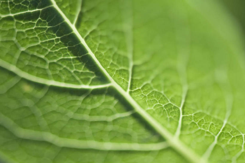 无人,横图,俯视,室外,特写,白天,美景,植物,叶子,朦胧,模糊,纹理,景观,茎,绿叶,一个,自然,嫩叶,景色,单个,自然风光,叶,叶片,彩图,高角度拍摄