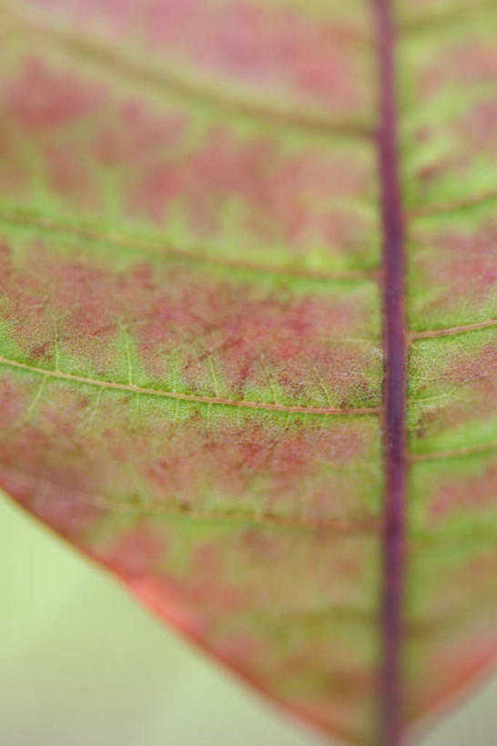 无人,竖图,俯视,室外,特写,白天,美景,植物,叶子,朦胧,模糊,纹理,景观,茎,绿叶,一个,自然,嫩叶,景色,单个,自然风光,叶,叶片,彩图,高角度拍摄