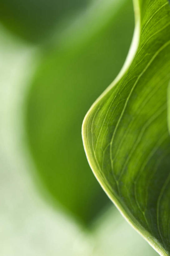 无人,竖图,室外,特写,白天,正面,仰视,美景,植物,叶子,朦胧,模糊,弯曲,纹理,景观,茎,绿叶,三个,自然,嫩叶,景色,自然风光,叶,叶片,彩图,低角度拍摄