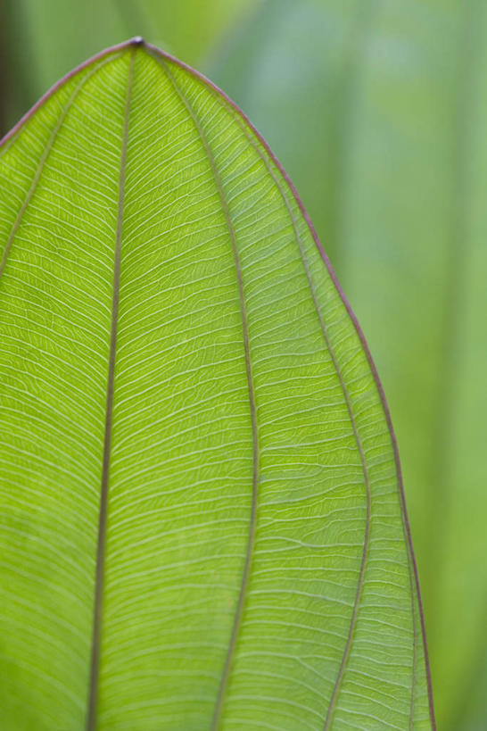 无人,竖图,室外,特写,白天,正面,美景,植物,叶子,许多,朦胧,模糊,光线,纹理,景观,茎,绿叶,阳光,自然,嫩叶,景色,自然风光,叶,叶片,彩图