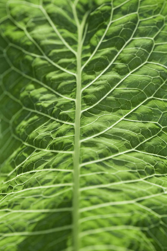 无人,竖图,室外,特写,白天,正面,美景,植物,叶子,朦胧,模糊,纹理,景观,茎,绿叶,一个,自然,嫩叶,景色,单个,自然风光,叶,叶片,彩图