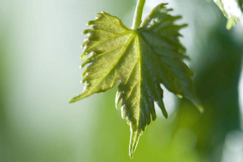 无人,横图,室外,特写,白天,正面,美景,植物,叶子,朦胧,模糊,光线,纹理,景观,茎,绿叶,一个,阳光,自然,嫩叶,景色,单个,自然风光,叶,叶片,彩图