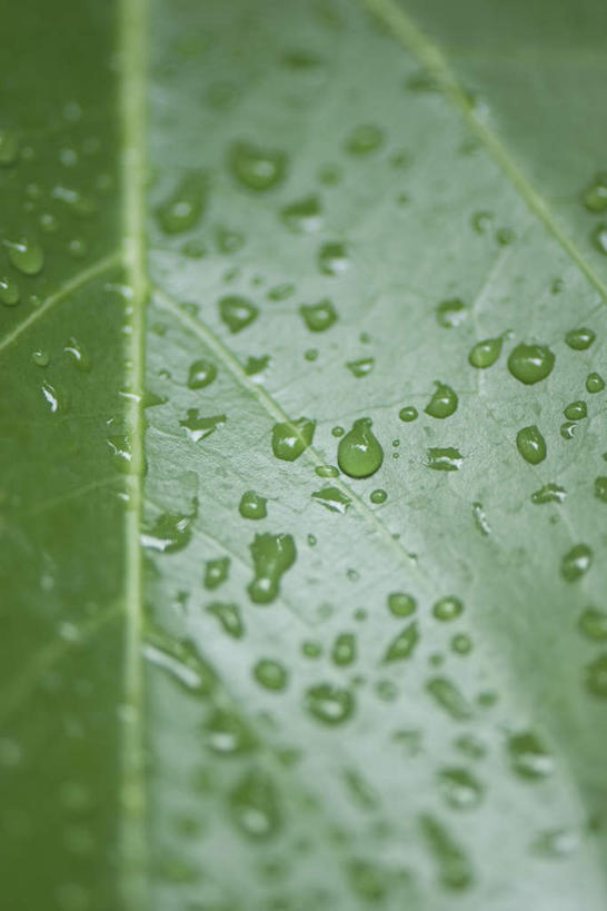 无人,竖图,室外,特写,白天,正面,美景,水,植物,叶子,朦胧,模糊,纹理,液体,景观,水滴,茎,绿叶,一个,自然,嫩叶,景色,单个,自然风光,叶,叶片,彩图