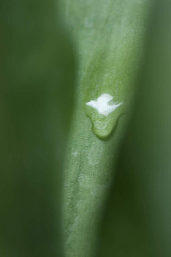 无人,竖图,室外,特写,白天,正面,美景,水,植物,叶子,朦胧,模糊,纹理,液体,景观,水滴,茎,绿叶,一个,自然,嫩叶,景色,单个,自然风光,叶,叶片,彩图