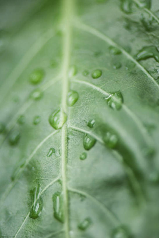 无人,竖图,俯视,室外,特写,白天,美景,植物,叶子,朦胧,模糊,纹理,景观,茎,绿叶,一个,自然,嫩叶,景色,单个,自然风光,叶,叶片,彩图,高角度拍摄