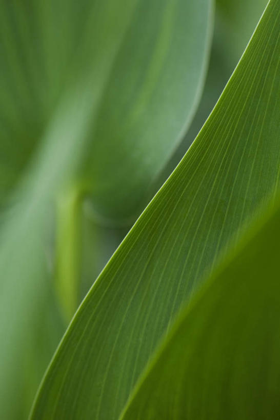 无人,竖图,俯视,室外,特写,白天,美景,植物,叶子,许多,朦胧,模糊,纹理,景观,茎,绿叶,自然,嫩叶,景色,自然风光,叶,叶片,彩图,高角度拍摄