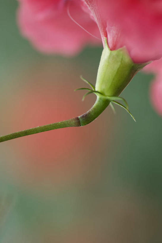 无人,竖图,室外,特写,白天,正面,美景,植物,朦胧,模糊,盛开,景观,茎,花蕾,花,花瓣,花朵,鲜花,一个,红色,自然,花苞,花蕊,景色,单个,自然风光,彩图