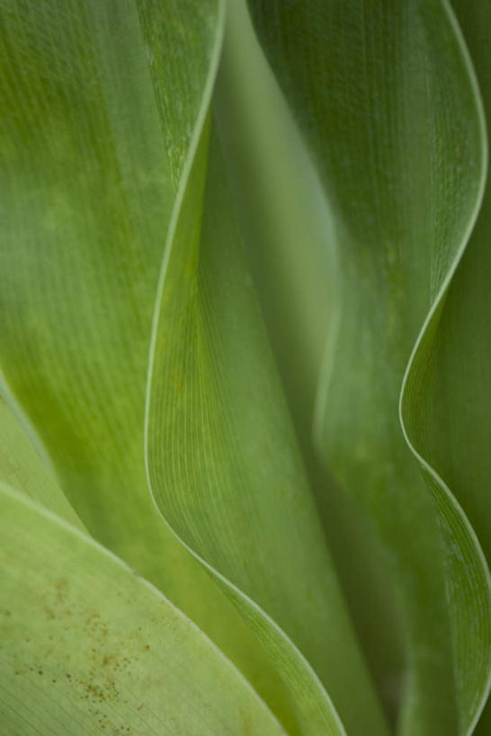 无人,竖图,室外,特写,白天,正面,美景,植物,叶子,许多,朦胧,模糊,纹理,景观,茎,绿叶,自然,嫩叶,景色,自然风光,叶,叶片,彩图