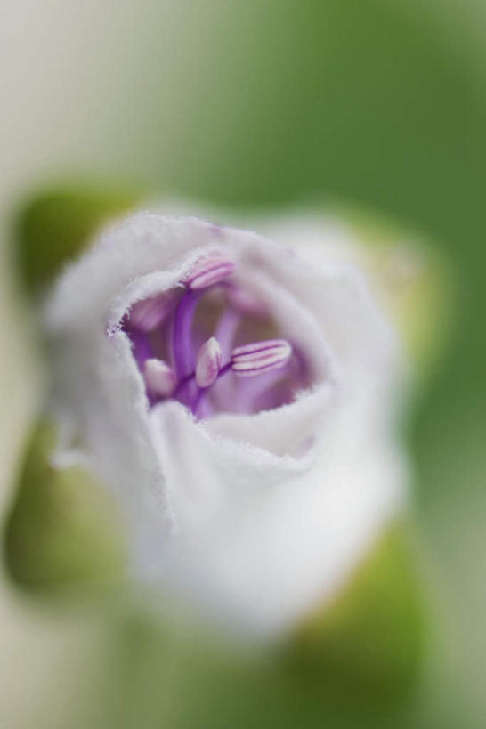 无人,竖图,俯视,室外,特写,白天,花海,花圃,美景,植物,叶子,朦胧,模糊,盛开,景观,绿叶,花蕾,花,花瓣,花朵,花卉,鲜花,绿色,白色,自然,花丛,花束,花田,花苞,花蕊,嫩叶,景色,自然风光,叶,叶片,彩图,高角度拍摄