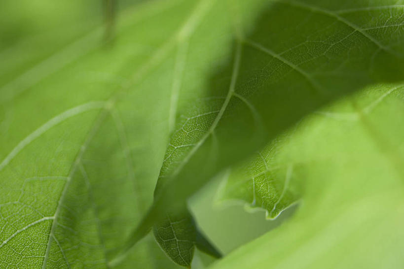 无人,横图,俯视,室外,特写,白天,美景,植物,叶子,许多,朦胧,模糊,纹理,景观,茎,绿叶,自然,嫩叶,景色,自然风光,叶,叶片,彩图,高角度拍摄
