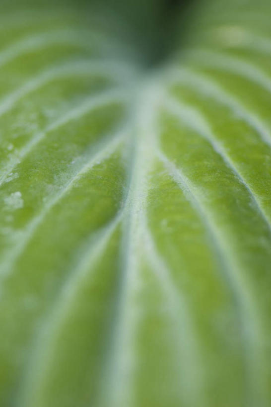 无人,竖图,俯视,室外,特写,白天,美景,植物,叶子,朦胧,模糊,纹理,景观,茎,绿叶,一个,自然,嫩叶,景色,单个,自然风光,叶,叶片,彩图,高角度拍摄