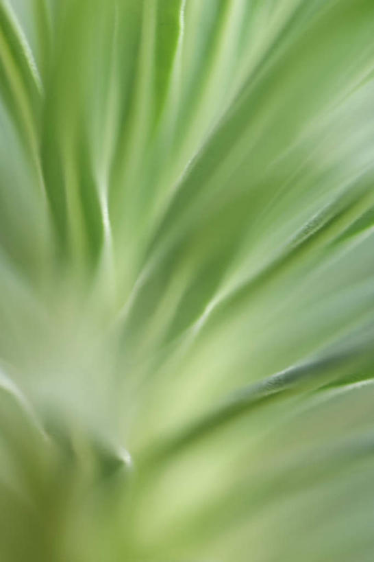 无人,竖图,俯视,室外,特写,白天,美景,植物,叶子,许多,朦胧,模糊,纹理,景观,茎,绿叶,自然,嫩叶,景色,自然风光,叶,叶片,彩图,高角度拍摄