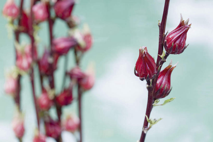 无人,横图,室外,特写,白天,正面,旅游,度假,花海,花圃,美景,植物,静物,叶子,许多,朦胧,模糊,盛开,景观,云,云朵,枝,花蕾,云彩,娱乐,花,花瓣,花朵,花卉,鲜花,红色,蓝色,绿色,白云,蓝天,天空,自然,花丛,花束,花田,天,花苞,花蕊,享受,休闲,景色,放松,自然风光,彩图