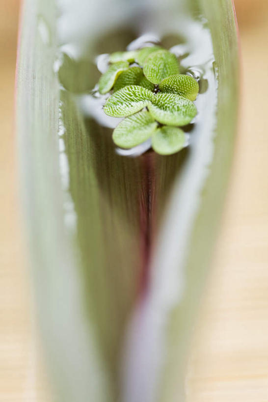 无人,竖图,俯视,室内,特写,白天,草地,草坪,植物,叶子,一堆,许多,堆叠,堆积,朦胧,模糊,绿叶,草,绿色,嫩叶,堆,棕榈叶,叶,叶片,彩图,高角度拍摄