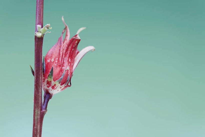 无人,横图,室内,特写,白天,正面,绿色背景,朦胧,模糊,盛开,花蕾,花,花瓣,花朵,鲜花,一朵,红色,花苞,花蕊,摄影,影棚,彩图,影棚拍摄,拍摄