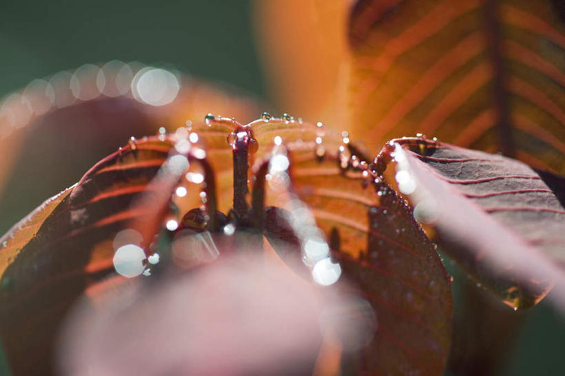 无人,横图,室内,特写,白天,正面,水,植物,静物,叶子,阴影,朦胧,模糊,光线,液体,影子,水滴,绿叶,阳光,嫩叶,生长,叶,叶片,彩图