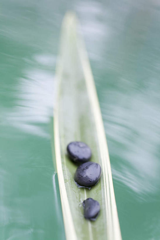 无人,竖图,俯视,室外,特写,白天,河流,石头,水,静物,叶子,三块,一排,一片,波纹,朦胧,模糊,整齐,石子,河水,水流,绿叶,涟漪,排列,水纹,小溪,波浪,溪水,嫩叶,鹅卵石,队列,按摩石,棕榈叶,水晕,叶,叶片,石块,彩图,高角度拍摄