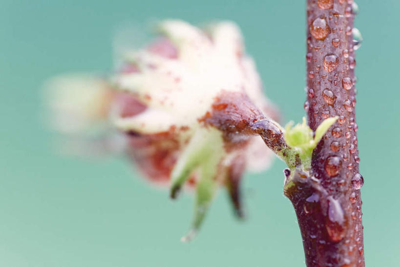 无人,横图,室内,特写,白天,正面,绿色背景,朦胧,模糊,盛开,花蕾,花,花瓣,花朵,鲜花,一朵,红色,花苞,花蕊,摄影,影棚,彩图,影棚拍摄,拍摄