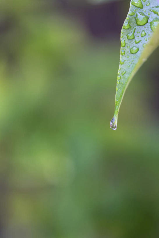 无人,竖图,俯视,室内,特写,白天,水,静物,叶子,朦胧,模糊,液体,水滴,绿叶,绿色,嫩叶,叶,叶片,彩图,高角度拍摄
