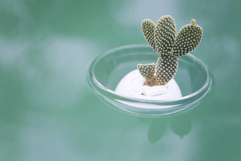 无人,横图,俯视,室内,特写,白天,河流,水,植物,仙人掌,静物,餐具,阴影,朦胧,模糊,反射,碟子,火焰,盘,影子,河水,水流,草药,中药,一个,小溪,盘子,碟,溪水,单个,药材,中草药,中药材,本草,牛舌头,玉芙蓉,仙巴掌,火掌,霸王树,彩图,高角度拍摄