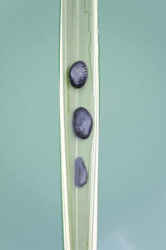 无人,竖图,俯视,室内,特写,白天,石头,静物,叶子,一排,绿色背景,朦胧,模糊,整齐,石子,绿叶,排列,嫩叶,鹅卵石,摄影,影棚,队列,按摩石,棕榈叶,叶,叶片,石块,彩图,高角度拍摄,影棚拍摄,拍摄