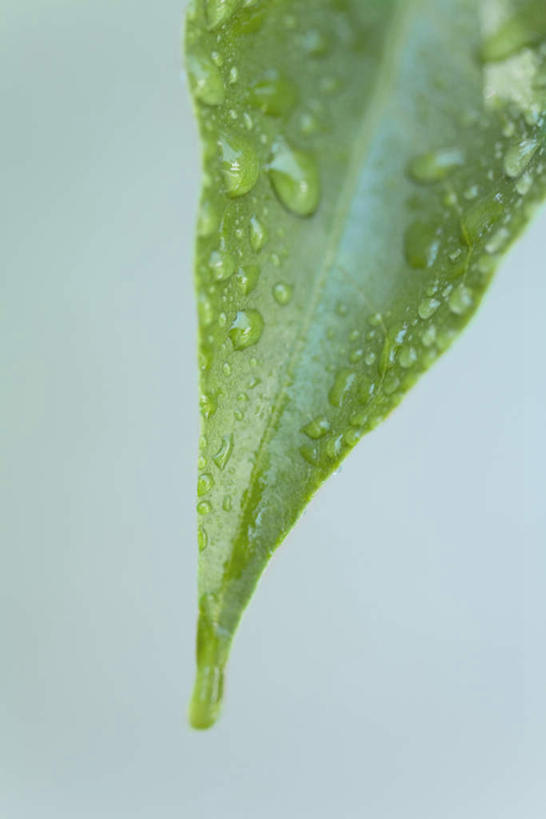 无人,竖图,俯视,室内,特写,白天,水,静物,叶子,许多,蓝色背景,朦胧,模糊,液体,水滴,绿叶,嫩叶,摄影,影棚,叶,叶片,彩图,高角度拍摄,影棚拍摄,拍摄