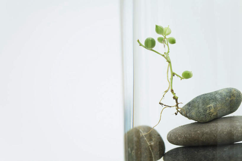 无人,横图,室内,特写,白天,白色背景,正面,石头,植物,静物,杯子,叶子,一堆,堆叠,堆积,朦胧,模糊,石子,绿叶,草药,药草,中药,玻璃制品,水杯,嫩叶,鹅卵石,四块,摄影,影棚,堆,药材,中草药,按摩石,中药材,本草,叶,叶片,玻璃杯,石块,彩图,影棚拍摄,拍摄