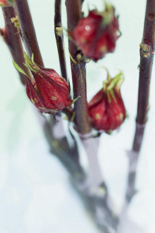 无人,竖图,俯视,室外,特写,白天,河流,水,三朵,朦胧,模糊,盛开,液体,河水,水滴,水流,花蕾,花,花瓣,花朵,鲜花,红色,小溪,溪水,花苞,花蕊,彩图,高角度拍摄