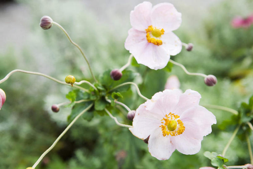 无人,横图,俯视,室外,特写,白天,草地,草坪,美景,植物,叶子,许多,阴影,朦胧,模糊,盛开,光线,影子,景观,绿叶,花蕾,草,花,花瓣,花朵,鲜花,绿色,白色,阳光,自然,花苞,花蕊,嫩叶,景色,银莲花,自然风光,银莲,复活节花,叶,叶片,彩图,高角度拍摄