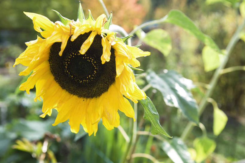 无人,横图,室外,特写,白天,正面,草地,草坪,美景,植物,向日葵,叶子,阴影,朦胧,模糊,盛开,光线,影子,景观,绿叶,花蕾,草,花,花瓣,花朵,鲜花,一朵,黄色,绿色,阳光,自然,花苞,花蕊,嫩叶,景色,自然风光,朝阳花,葵花,望日莲,向阳花,转日莲,叶,叶片,彩图