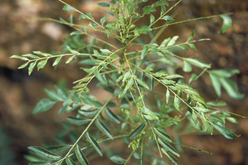 无人,横图,俯视,室外,特写,白天,美景,植物,叶子,许多,阴影,枯萎,朦胧,模糊,光线,影子,景观,枯草,绿叶,咖喱,草,黄色,阳光,自然,嫩叶,景色,自然风光,叶,叶片,彩图,高角度拍摄