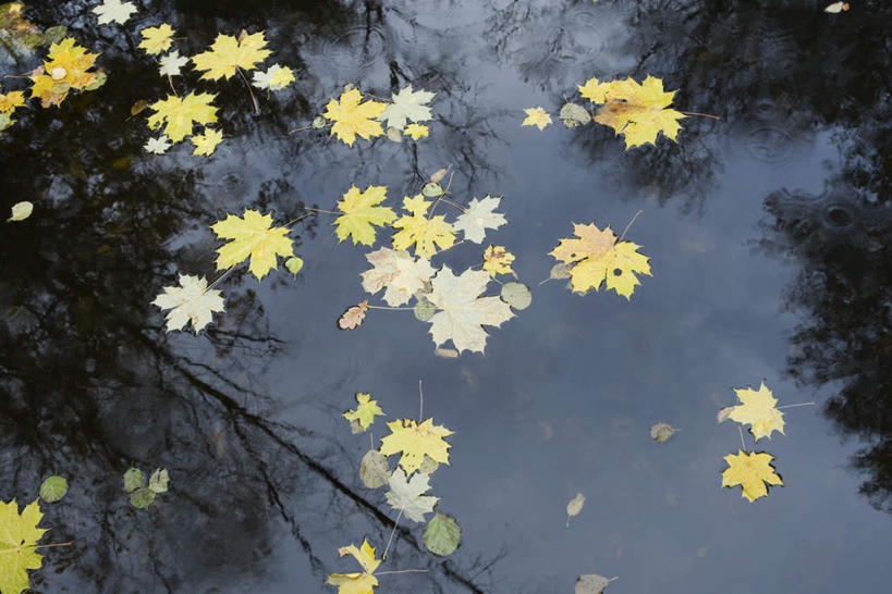 无人,横图,俯视,室外,白天,旅游,度假,河流,美景,水,植物,叶子,许多,漂浮,河水,景观,水流,娱乐,树,树木,黄色,蓝色,绿色,蓝天,天空,自然,天,享受,休闲,景色,放松,生长,成长,自然风光,叶,叶片,彩图,高角度拍摄