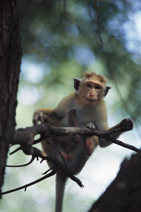 无人,站,竖图,室外,特写,白天,正面,植物,野生动物,猴子,阴影,朦胧,模糊,光线,影子,注视,树,树木,一只,蓝色,绿色,蓝天,天空,阳光,自然,动物,天,观察,看,站着,抓,可爱,活泼,生长,成长,观看,察看,关注,猕猴,站立,彩图,全身