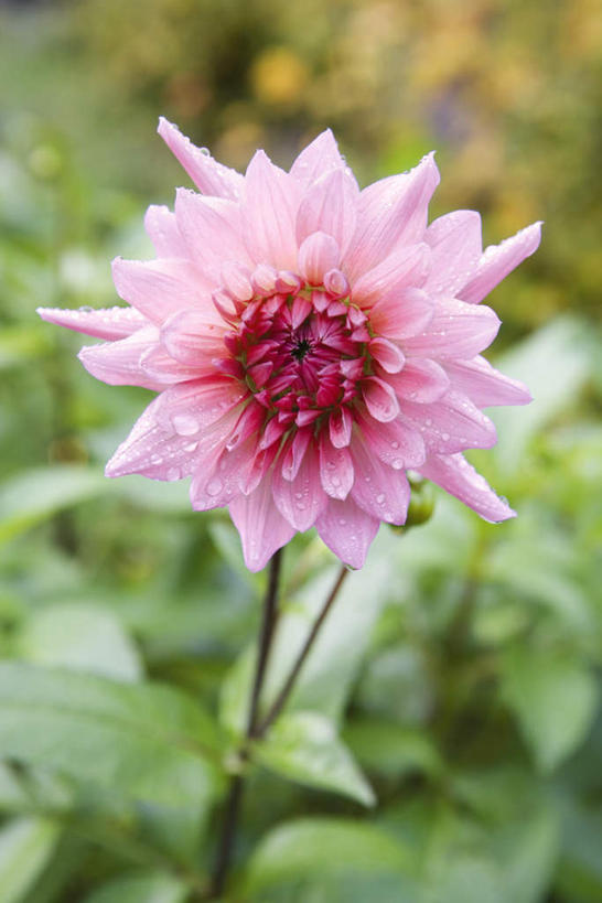 无人,竖图,俯视,室外,特写,白天,草地,草坪,美景,植物,叶子,阴影,朦胧,模糊,光线,影子,景观,大丽花,绿叶,草,一朵,粉色,绿色,阳光,自然,嫩叶,菊花,景色,大理花,自然风光,大丽菊,富丽,大方,叶,叶片,彩图,高角度拍摄