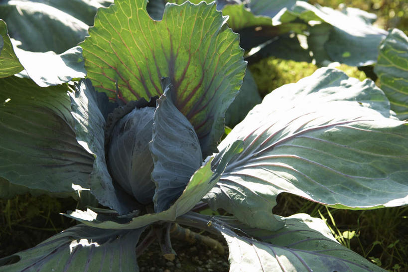 无人,农田,横图,俯视,室外,特写,白天,庄稼,美景,蔬菜,叶子,许多,阴影,新鲜,光线,影子,景观,食品,绿叶,食物,阳光,自然,嫩叶,甘蓝,景色,有机食品,绿色食品,自然风光,叶,叶片,彩图,高角度拍摄,耕地,庄稼田