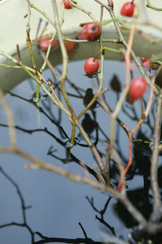 无人,竖图,俯视,室外,特写,白天,美景,植物,叶子,许多,阴影,朦胧,模糊,光线,影子,景观,绿叶,树,树木,红色,蓝色,绿色,蓝天,天空,阳光,自然,天,嫩叶,景色,生长,成长,自然风光,蔷薇果,叶,叶片,彩图,高角度拍摄