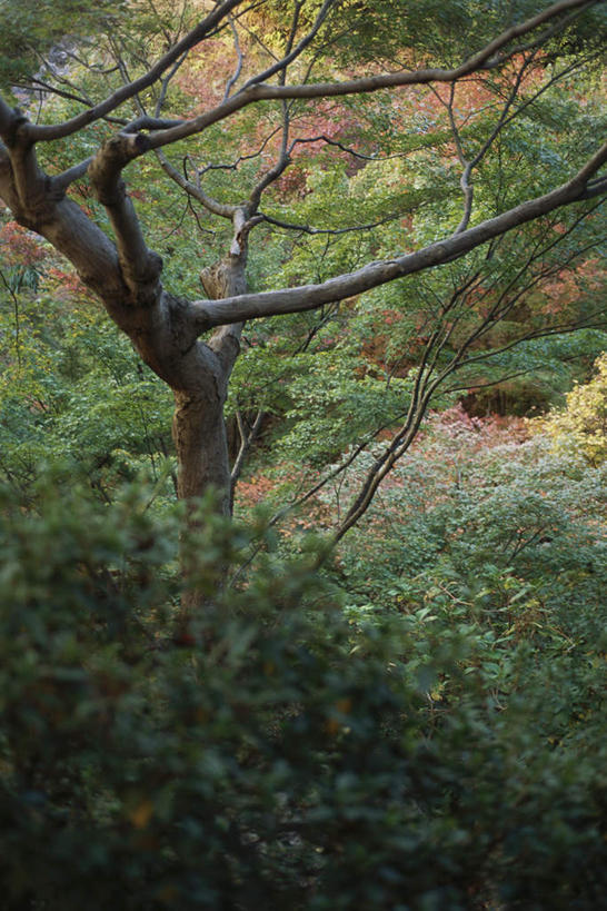 无人,竖图,俯视,室外,白天,旅游,度假,草地,草坪,美景,植物,阴影,光线,影子,景观,娱乐,草,树,树木,绿色,阳光,自然,享受,休闲,景色,放松,生长,成长,自然风光,彩图,高角度拍摄