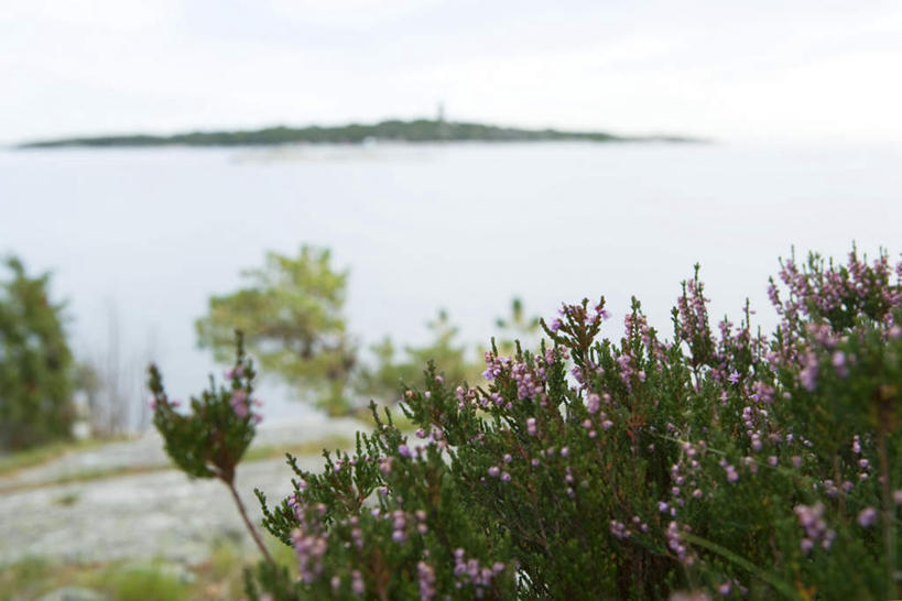 无人,横图,室外,特写,白天,正面,旅游,度假,岛屿,湖,湖泊,美景,水,植物,许多,盛开,湖面,景观,水流,水面,云,云朵,花蕾,云彩,娱乐,花,花瓣,花朵,鲜花,树,树木,蓝色,绿色,紫色,白云,蓝天,天空,自然,湖水,天,花苞,花蕊,享受,休闲,景色,放松,生长,成长,自然风光,列岛,群岛,诸岛,彩图