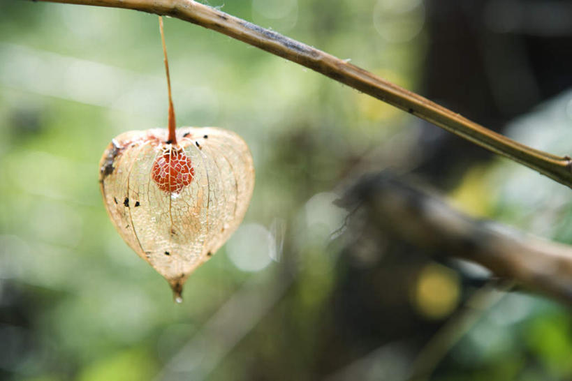 无人,横图,室外,特写,白天,正面,美景,植物,樱花,阴影,朦胧,模糊,盛开,光线,影子,景观,花蕾,花,花瓣,花朵,鲜花,树,树木,一朵,绿色,阳光,自然,花苞,花蕊,景色,生长,成长,自然风光,灯笼草,沙灯笼,天泡子,水灯笼,打卜草,打额泡,天泡草,王母珠,小酸浆,彩图