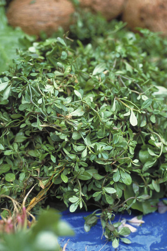 无人,竖图,俯视,室外,特写,白天,蔬菜,叶子,一堆,许多,堆叠,堆积,新鲜,食品,绿叶,食物,绿色,嫩叶,有机食品,绿色食品,堆,叶,叶片,彩图,高角度拍摄